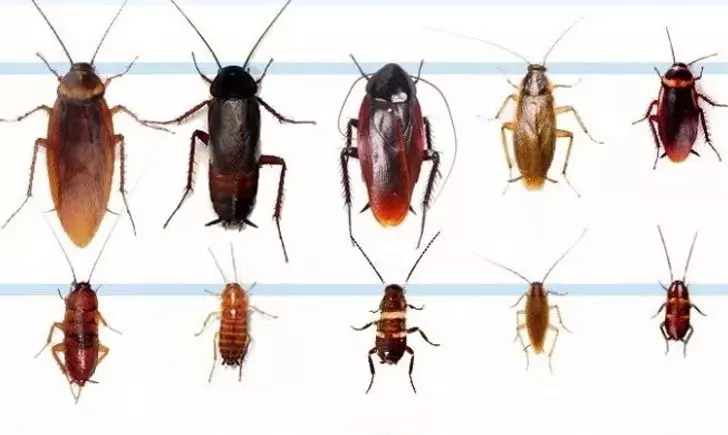 Виды тараканов в квартире и как с ними бороться?